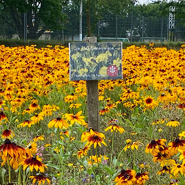 Blumenwiese vor dem Sportverein