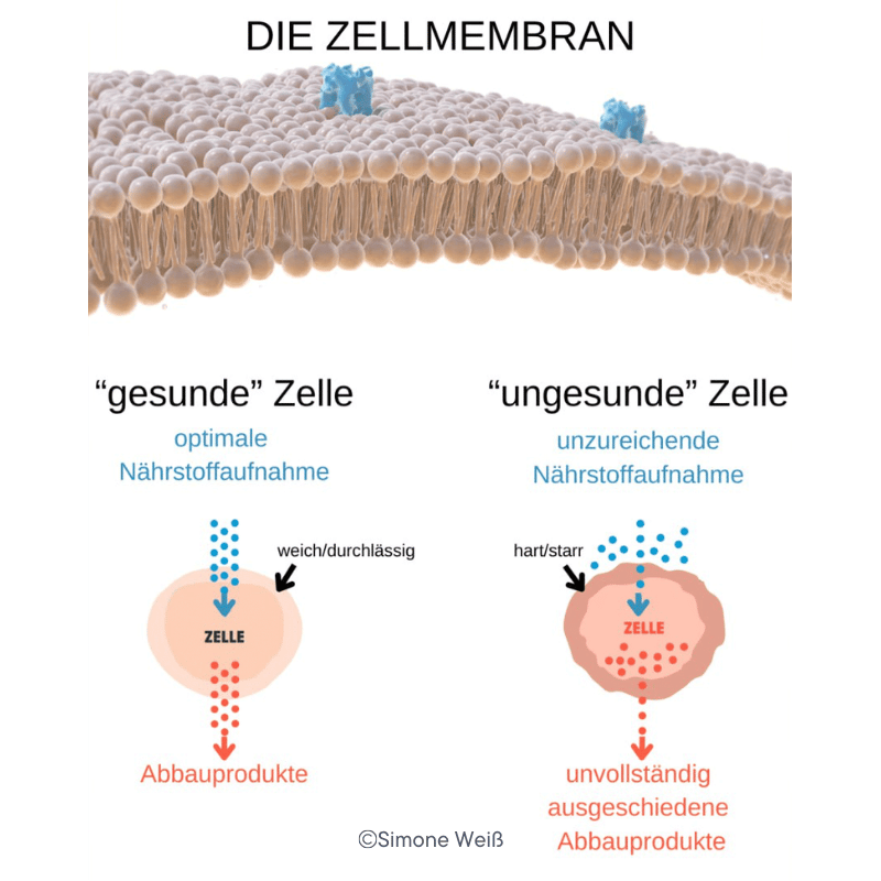 Die Zellmembran Simone Weiß