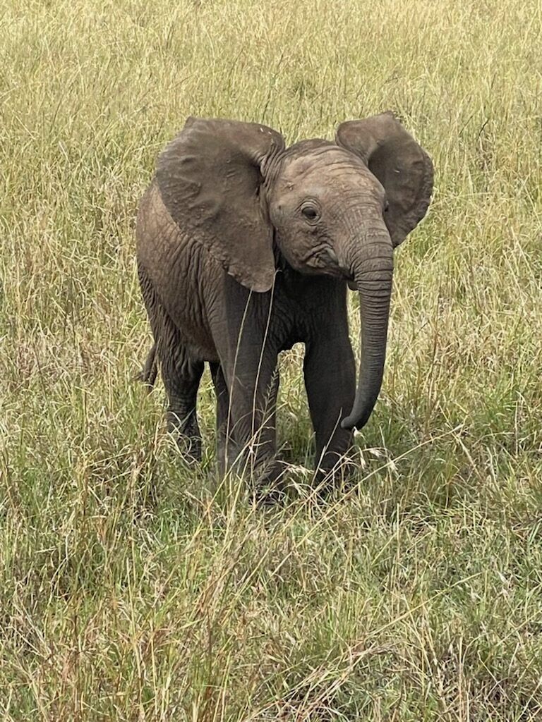 Baby Elefant