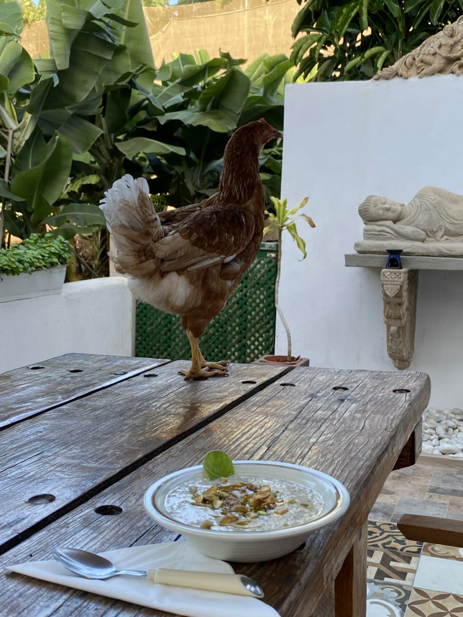 Frühstück mit Huhn