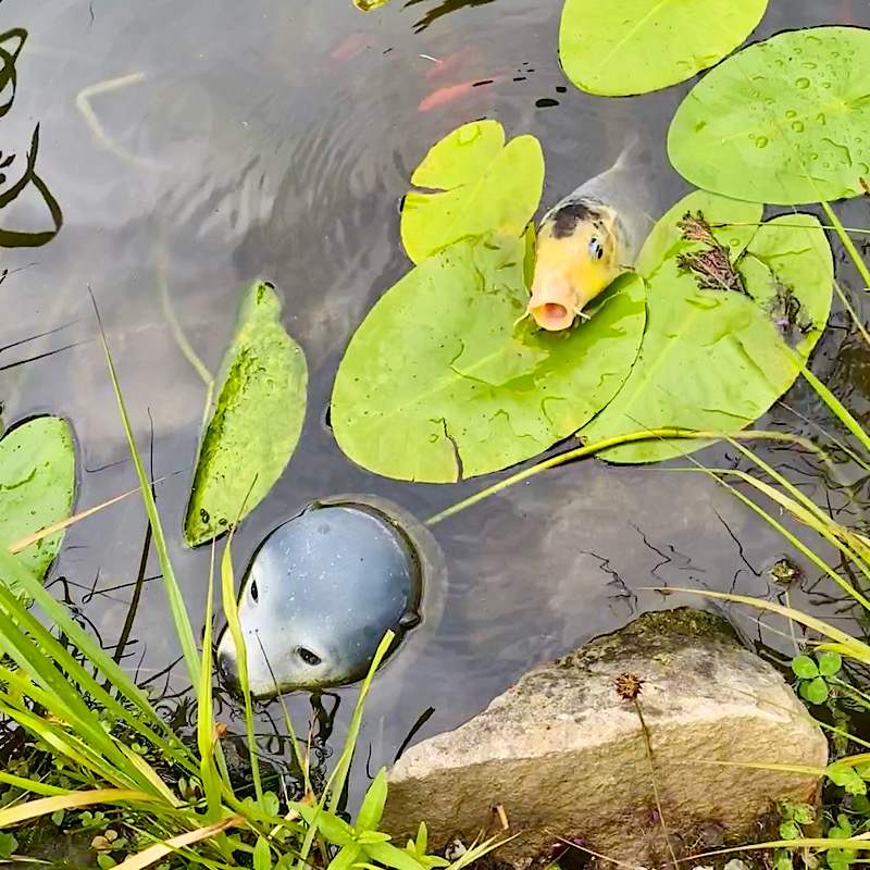 Koi-Fütterung